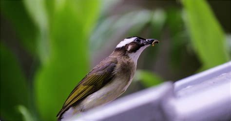 鳥飛進家裡代表什麼|【鳥飛進家裏代表什麼】鳥飛進家裡暗藏玄機！解讀徵兆，趨吉避。